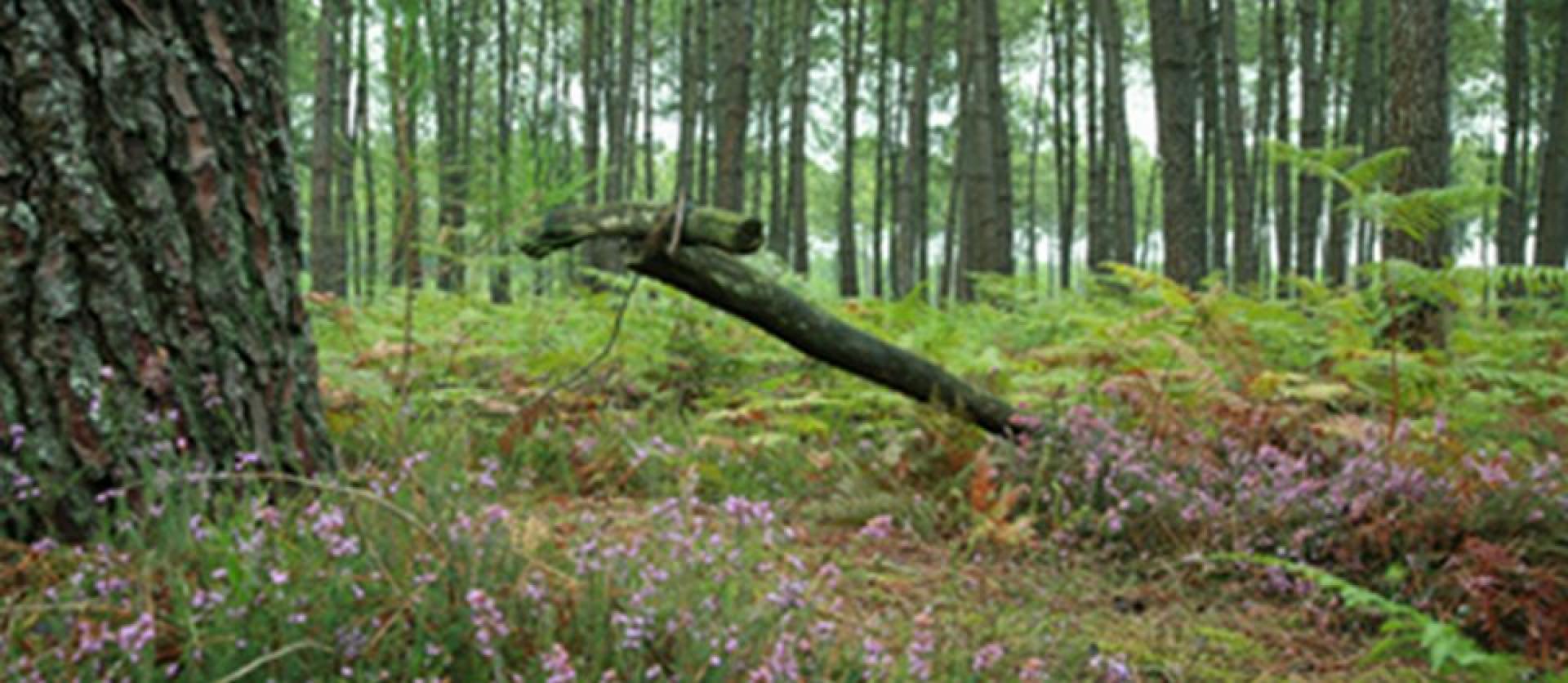Forêt.jpg